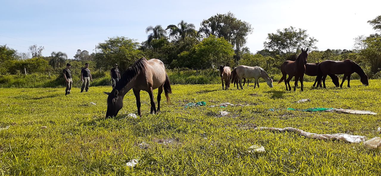 Cavalos soltos em via pblica foram resgatados pelo GOR
